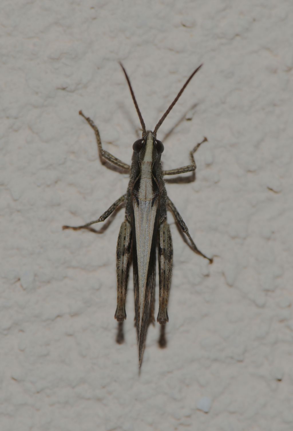 Acrididae da id